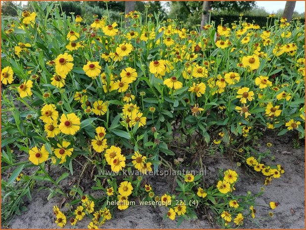 Helenium &#39;Wesergold&#39; | Zonnekruid | Sonnenbraut