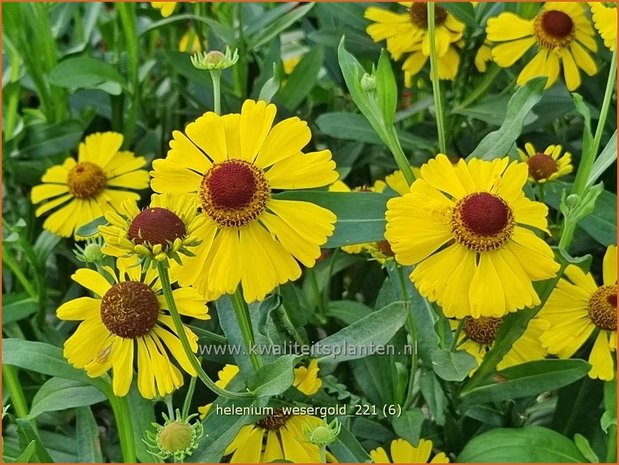 Helenium &#39;Wesergold&#39; | Zonnekruid | Sonnenbraut