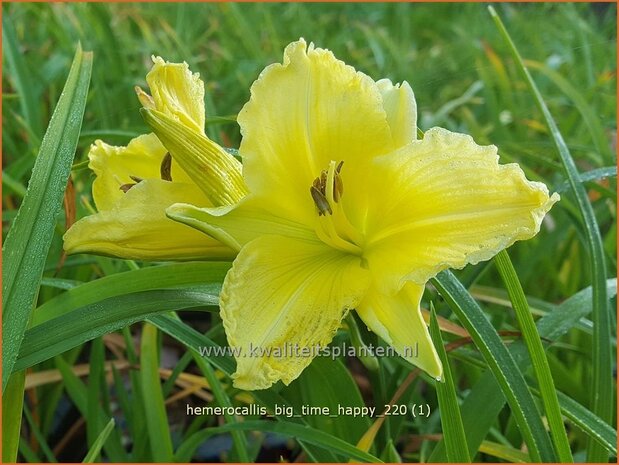 Hemerocallis 'Big Time Happy' | Daglelie | Taglilie | Day Lily