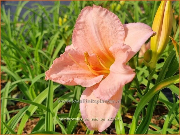 Hemerocallis &#39;On and On&#39; | Daglelie | Taglilie