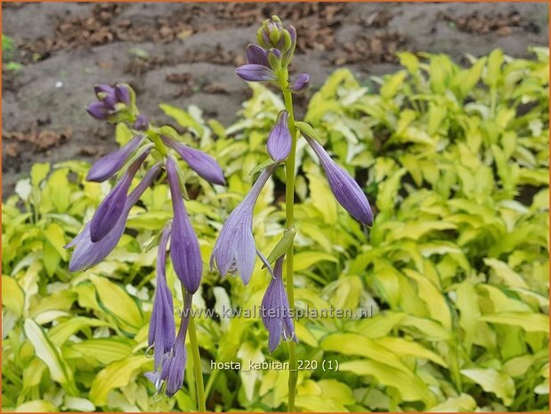 Hosta 'Kabitan' | Hosta, Hartlelie, Funkia | Funkieq