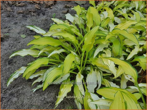 Hosta 'Kabitan' | Hosta, Hartlelie, Funkia | Funkie