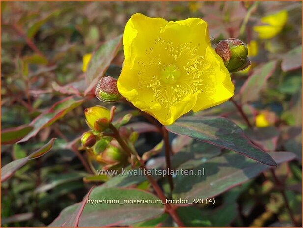 Hypericum moserianum &#39;Tricolor&#39; | Hertshooi | Hohes Johanniskraut