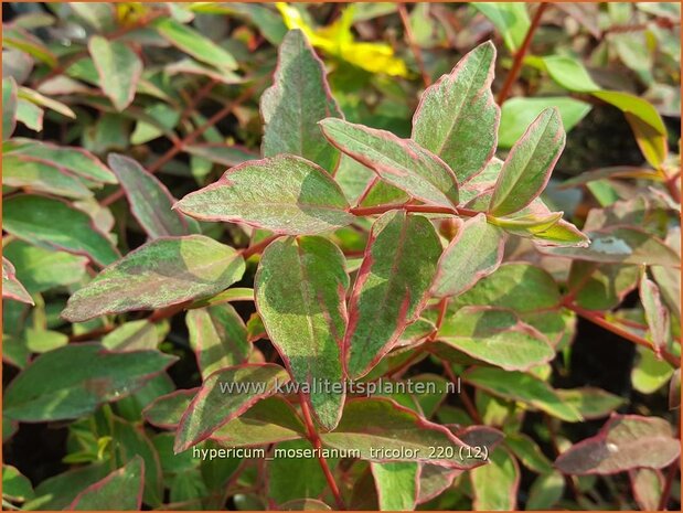 Hypericum moserianum &#39;Tricolor&#39; | Hertshooi | Hohes Johanniskraut