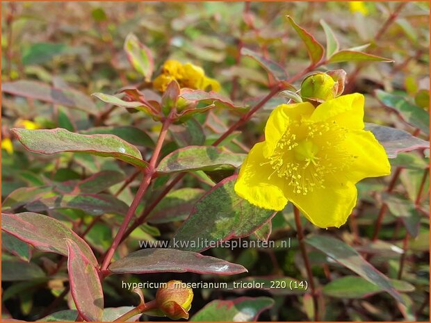 Hypericum moserianum &#39;Tricolor&#39; | Hertshooi | Hohes Johanniskraut