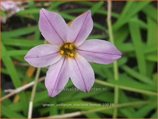 Ipheion uniflorum 'Charlotte Bishop' | Oudewijfjes, Voorjaarsster | Einblütiger Frühlingsstern | Sp