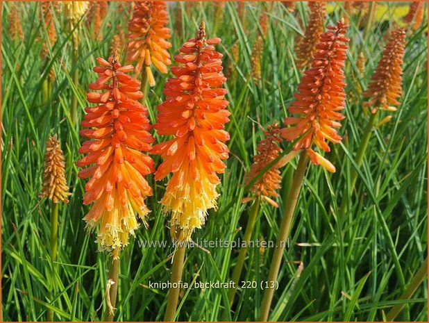 Kniphofia 'Backdraft' | Vuurpijl, Fakkellelie | Fackellilie