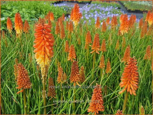 Kniphofia 'Backdraft' | Vuurpijl, Fakkellelie | Fackellilie