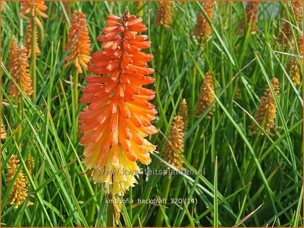 Kniphofia 'Backdraft' | Vuurpijl, Fakkellelie | Fackellilie