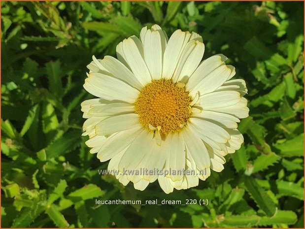 Leucanthemum &#39;Real Dream&#39; | Margriet | Grossblumige Margerite