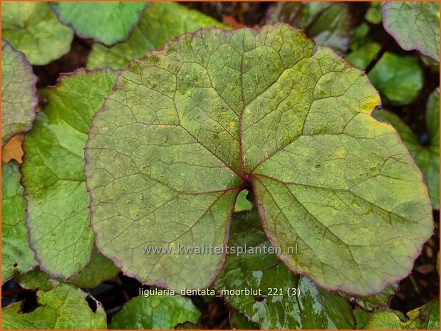 Ligularia dentata 'Moorblut' | Kruiskruid, Tongkruiskruid | Stern-Goldkolben | Golden Groundsel