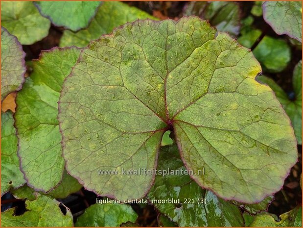 Ligularia dentata &#39;Moorblut&#39; | Kruiskruid | Stern-Goldkolben