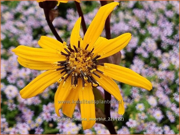 Ligularia dentata &#39;Moorblut&#39; | Kruiskruid | Stern-Goldkolben