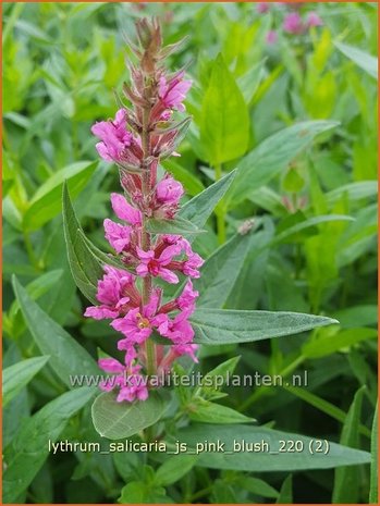 Lythrum salicaria 'JS Pink Blush' | Grote kattenstaart, Kattenstaart | Blutweiderich