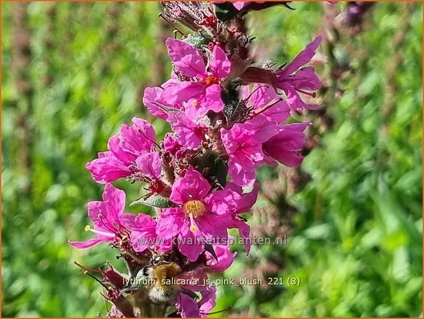 Lythrum salicaria 'JS Pink Blush' | Grote kattenstaart, Kattenstaart | Blutweiderich