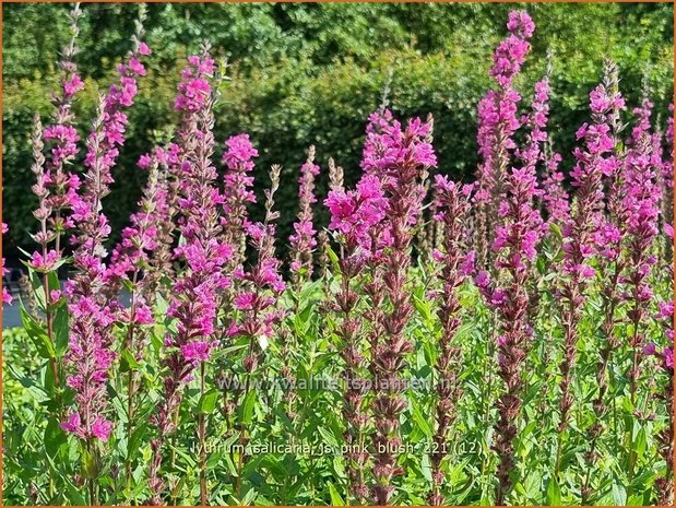 Lythrum salicaria 'JS Pink Blush' | Grote kattenstaart, Kattenstaart | Blutweiderich