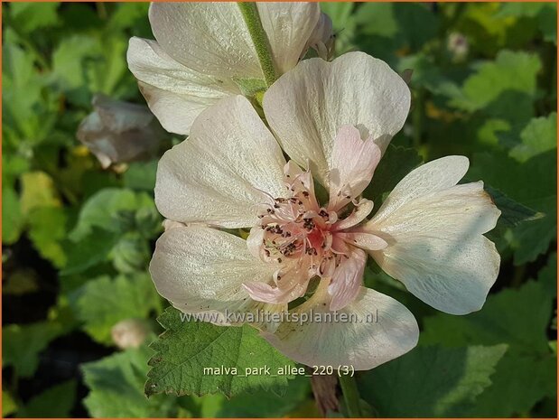Malva 'Park Allee' | Vaste stokroos, Stokroos | Ausdauernde Stockrose
