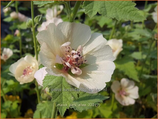 Malva 'Park Allee' | Vaste stokroos, Stokroos | Ausdauernde Stockrose