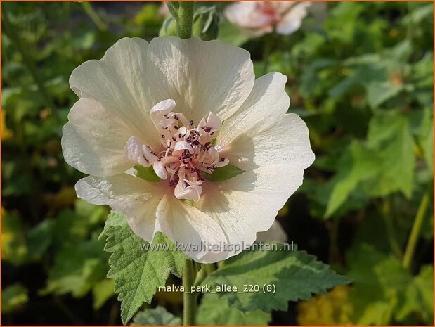 Malva 'Park Allee' | Vaste stokroos, Stokroos | Ausdauernde Stockrose