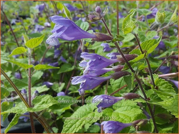 Meehania urticifolia | Schijndovenetel | Nesselblättrige Scheintaubnessel