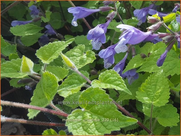 Meehania urticifolia | Schijndovenetel | Nesselblättrige Scheintaubnessel