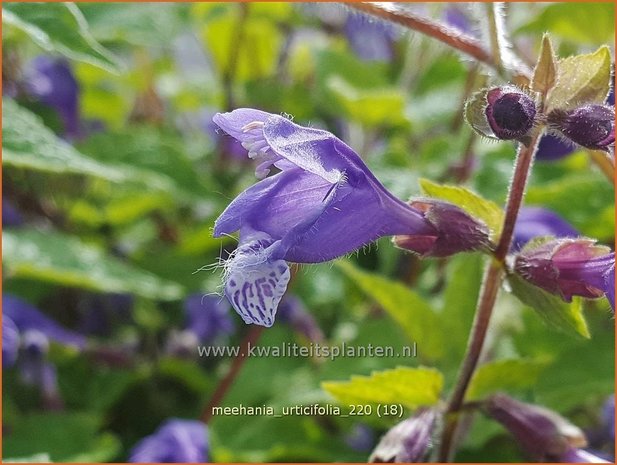 Meehania urticifolia | Schijndovenetel | Nesselblättrige Scheintaubnessel