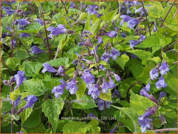 Meehania urticifolia | Schijndovenetel | Nesselblättrige Scheintaubnessel