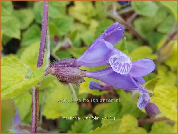 Meehania urticifolia | Schijndovenetel | Nesselblättrige Scheintaubnessel