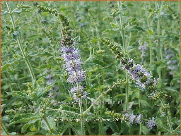 Mentha longifolia 'Silver Form' | Hertsmunt, Bosmunt, Munt | Ro&szlig;-Minze