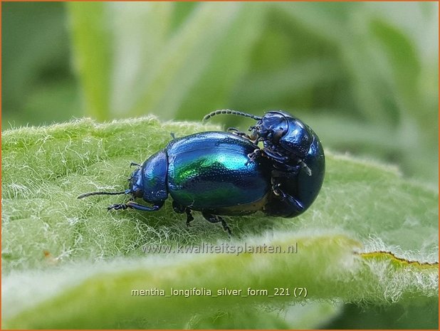 Mentha longifolia 'Silver Form' | Hertsmunt, Bosmunt, Munt | Ro&szlig;-Minze