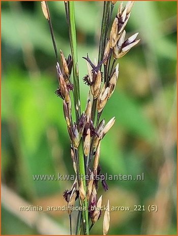 Molinia arundinacea 'Black Arrow' | Pijpenstrootje | Hohes Pfeifengras