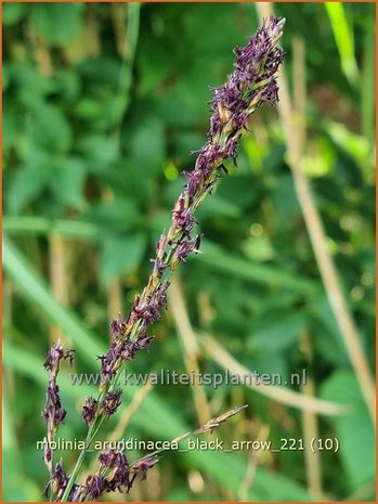 Molinia arundinacea 'Black Arrow' | Pijpenstrootje | Hohes Pfeifengras