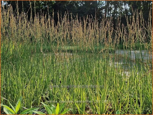 Molinia caerulea &#39;Carmarthen&#39; | Pijpenstrootje | Kleines Pfeifengras