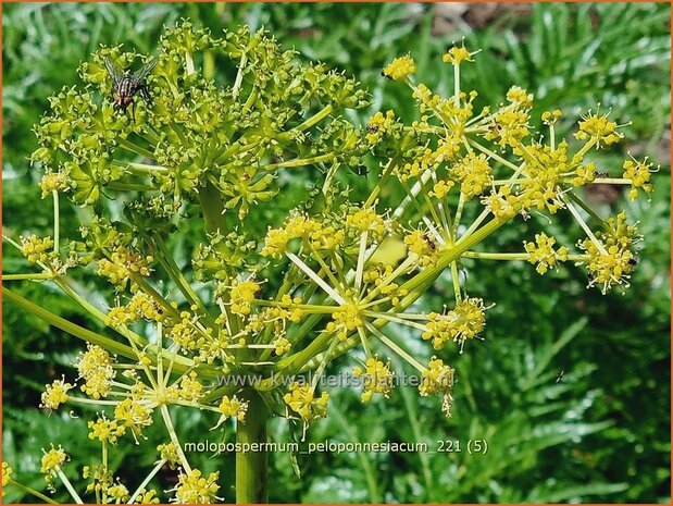 Molopospermum peloponnesiacum | Striemendolde