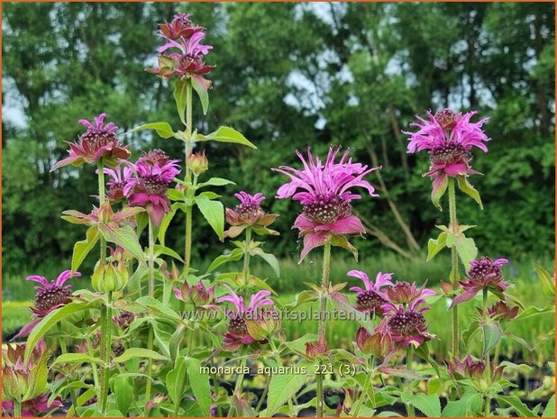 Monarda &#39;Aquarius&#39; | Bergamotplant, Indianennetel | Indianernessel