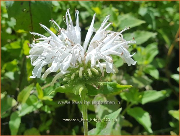 Monarda &#39;Bee-Bright&#39; | Bergamotplant, Indianennetel | Indianernessel