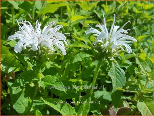 Monarda &#39;Bee-Bright&#39; | Bergamotplant, Indianennetel | Indianernessel