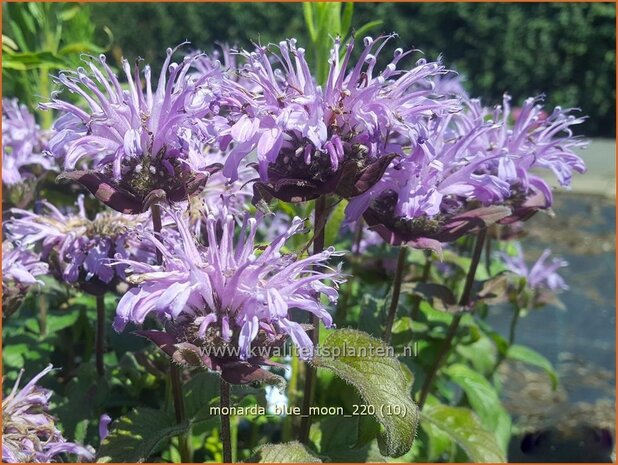 Monarda &#39;Blue Moon&#39;