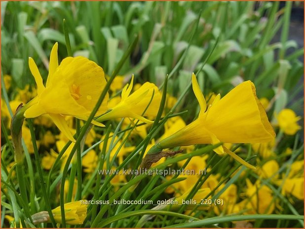 Narcissus bulbocodium 'Golden Bells' | Hoepelroknarcis, Narcis | Reifrock-Narzisse