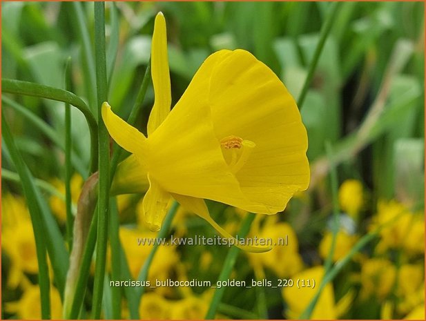Narcissus bulbocodium &#39;Golden Bells&#39; | Hoepelroknarcis, Narcis | Reifrock-Narzisse