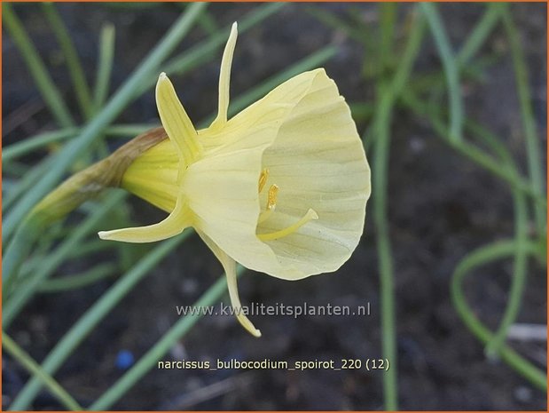 Narcissus bulbocodium 'Spoirot' | Hoepelroknarcis, Narcis | Reifrock-Narzisse