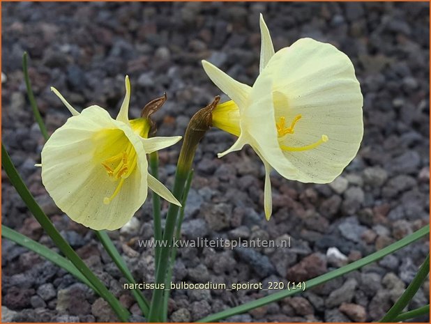 Narcissus bulbocodium 'Spoirot' | Hoepelroknarcis, Narcis | Reifrock-Narzisse