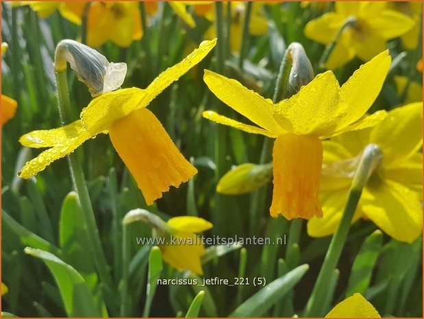Narcissus &#39;Jetfire&#39; | Narcis | Alpenveilchenartige Narzisse