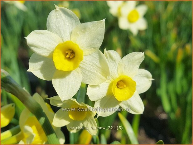 Narcissus 'Minnow' | Narcis | Alpenveilchenartige Narzisse | Daffodil