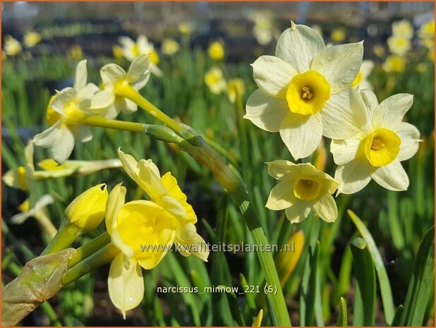 Narcissus 'Minnow' | Narcis | Alpenveilchenartige Narzisse | Daffodil