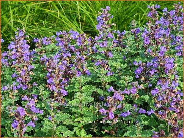 Nepeta faassenii &#39;Purrsian Blue&#39; | Grijs kattenkruid, Kattenkruid | Blaue Katzenminze