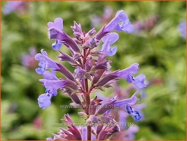Nepeta grandiflora 'Zinser's Giant' | Kattenkruid | Großblütige Katzenminze