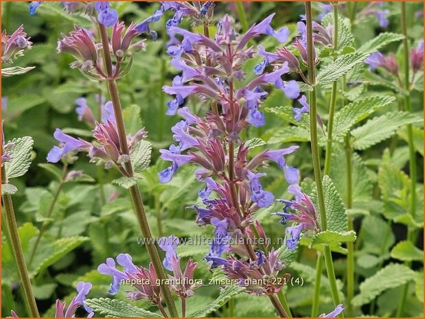 Nepeta grandiflora 'Zinser's Giant' | Kattenkruid | Großblütige Katzenminze