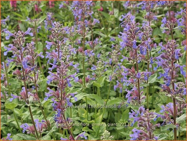 Nepeta grandiflora 'Zinser's Giant' | Kattenkruid | Großblütige Katzenminze