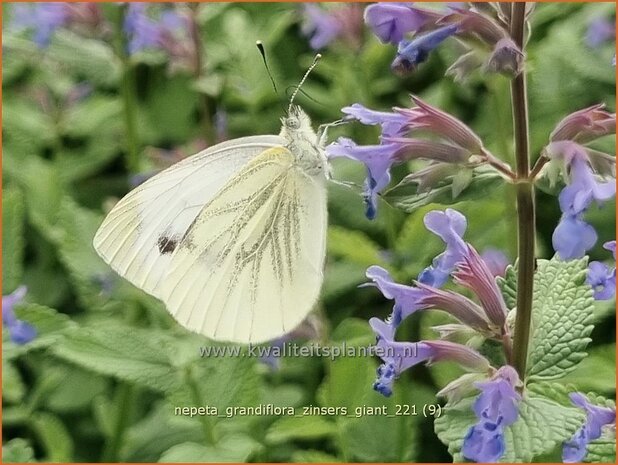 Nepeta grandiflora 'Zinser's Giant' | Kattenkruid | Großblütige Katzenminze